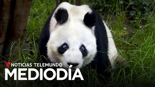 México analiza si pagará a China por préstamo de osos panda | Noticias Telemundo