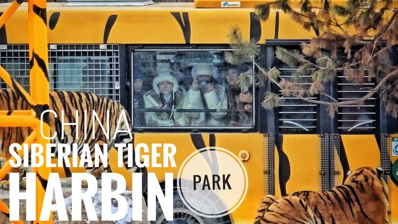 ONE OF THE LARGEST BREEDING AND CONSERVATION CENTERS IN THE WORLD THE BIGGEST BIG CAT ON THE PLANET