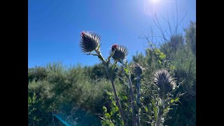 A Hummingbird HangouT WiTh Luis -☀️🌺🐝⛲️🕊️🌴