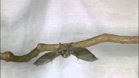 Bats in Slow Motion 3