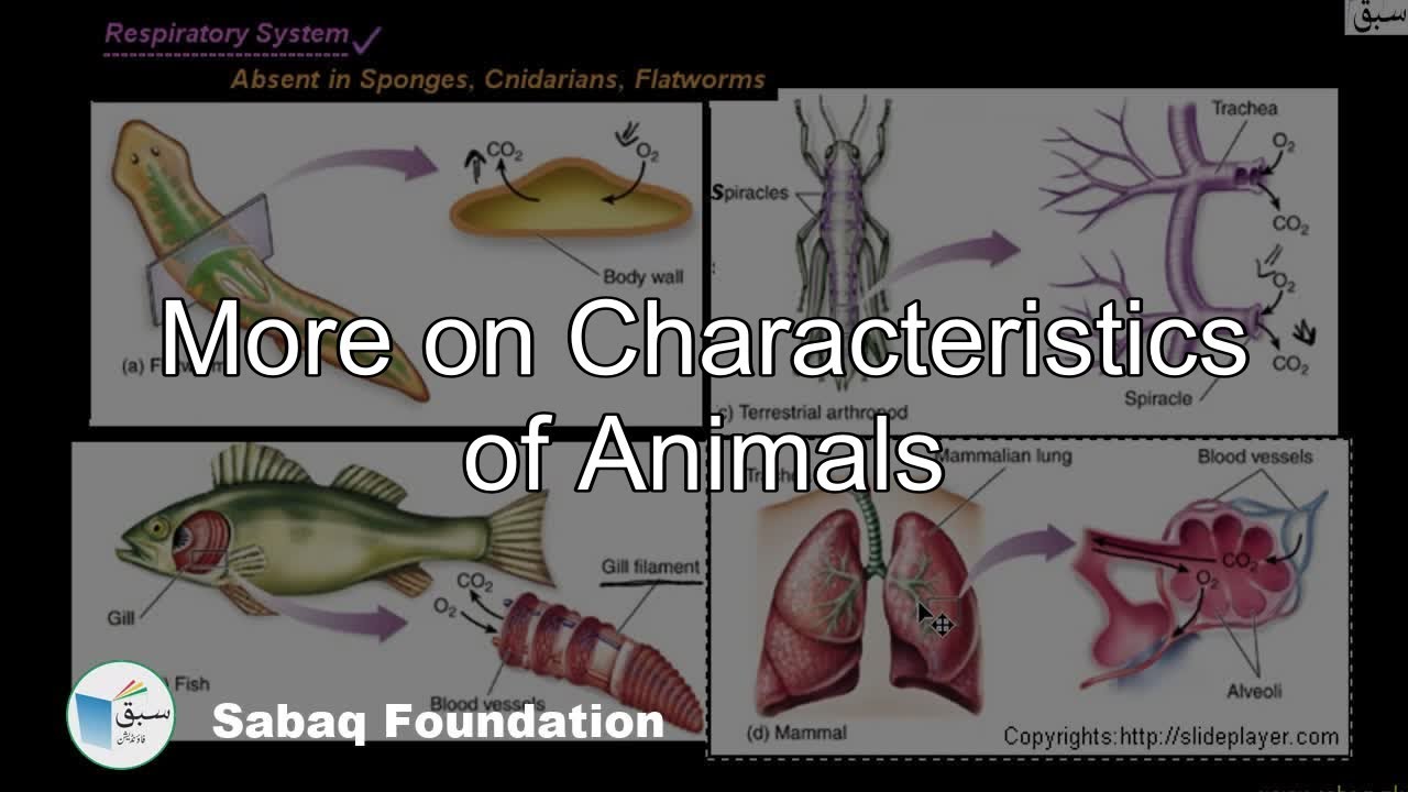 More on Characteristics of Animals, Biology Lecture | Sabaq.pk | - YouTube