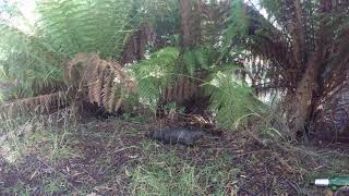 Tasmanian Platypus buries himself