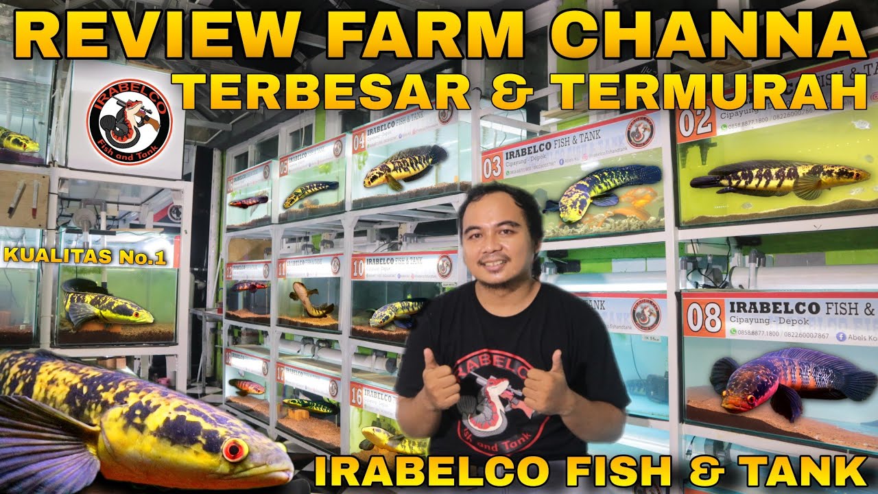 Review FARM CHANNA TERBESAR Dan BERKUALITAS Sejabodetabek IRABELCO FISH AND TANK