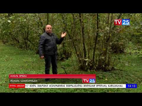 რა უნდა გააკეთოს ფერმერმა თხილის კარგი მოსავლისთვის- დარგის სპეცილისტის რჩევები