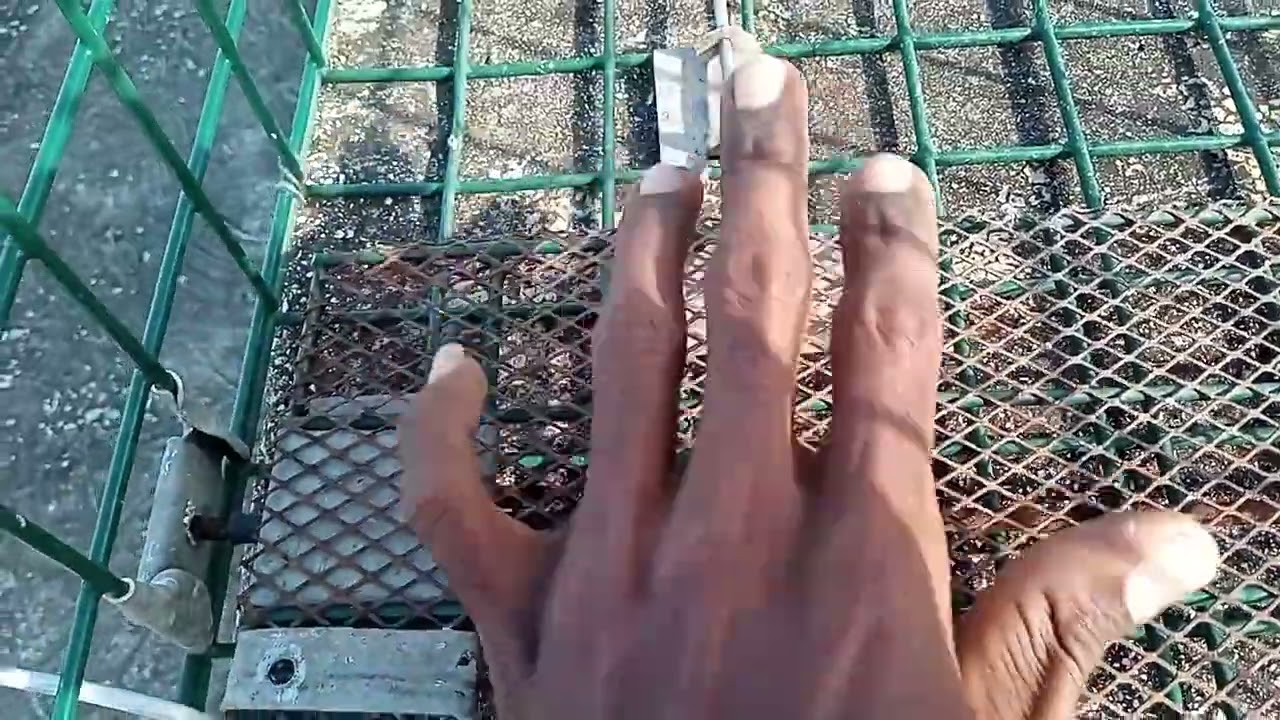 Palomeando Sano 👉 ( Vistero Automático ) 👉 Cualquier duda déjenme saber en los comentarios