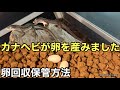 カナヘビが卵を産みました 爬虫類 カナヘビ多頭飼育 カナヘビが卵を産みました 爬虫類 カナヘビ多頭飼育
