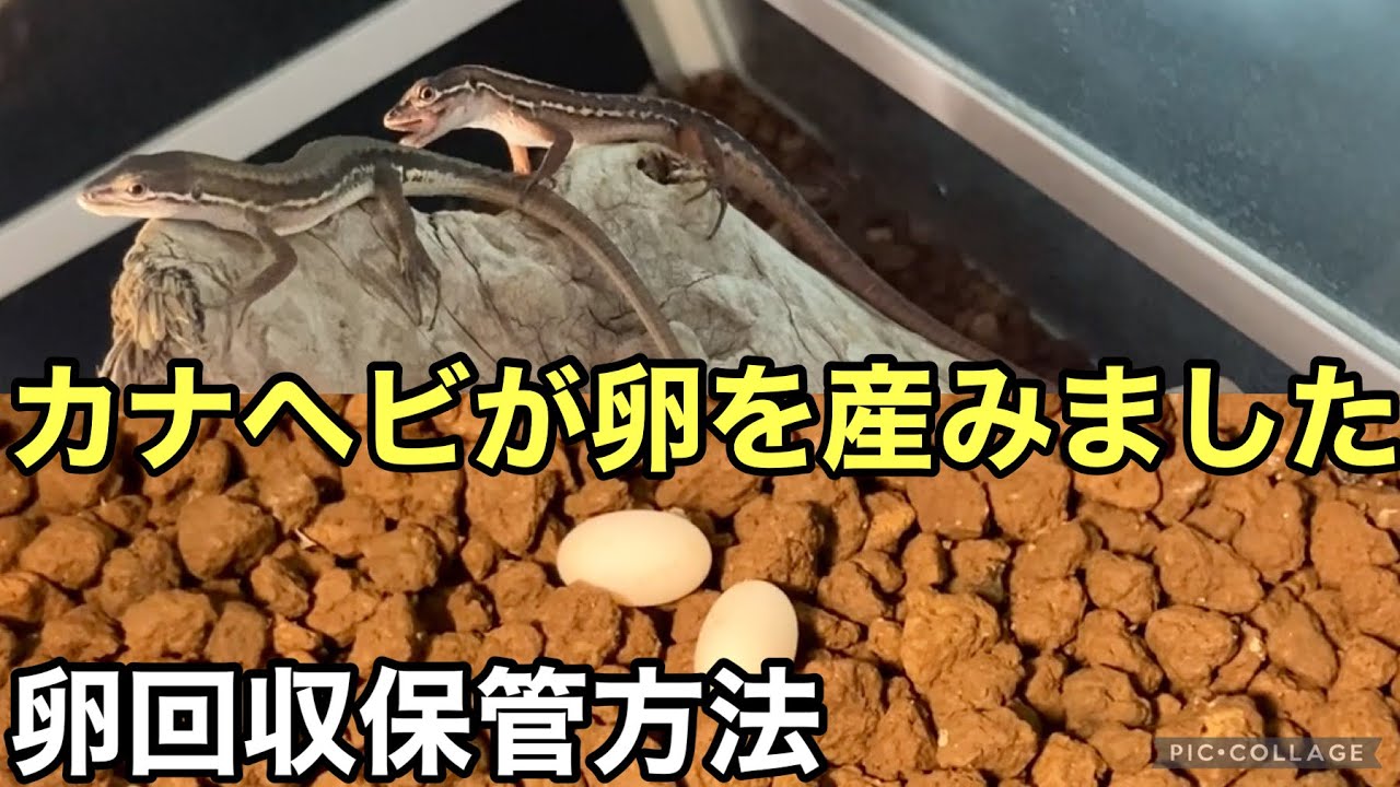 カナヘビが卵を産みました【爬虫類】カナヘビ多頭飼育