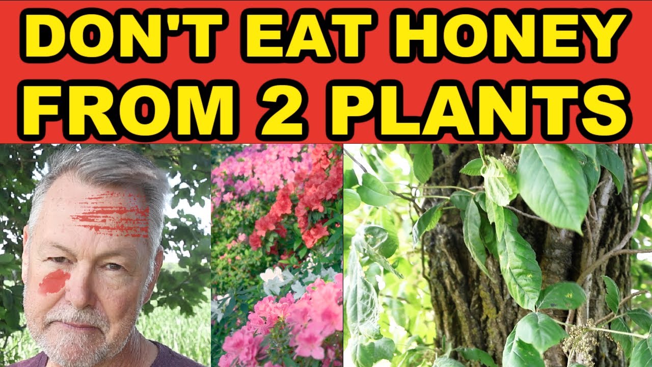 Beekeeping Plants To Avoid Beekeepers BEWARE Bad Honey YouTube Beekeeping plants to avoid beekeepers beware bad honey youtube