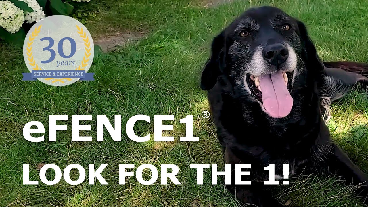 eFENCE1 Pet Containment Orange CT Local Independent Pet Fence Experts