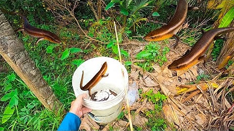 Tập 17 - Tuyệt Chiêu Câu Rắn Mối Siêu Nhạy Ai Cũng Làm Được | Tha Linh Miền Tây