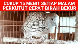 Burung perkutut lokal kerot untuk terapi pancingan perkutut agar mau bunyi 