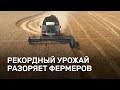 Рекордный урожай разоряет фермеров в России