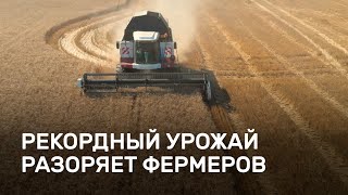 Рекордный урожай разоряет фермеров в России