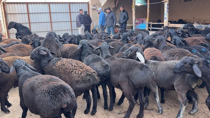 Juda etuk dick soradi