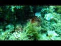 Octopus : Master of Camouflage. Maltese Islands June 2012