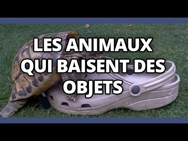 Top Des Animaux Qui Baisent Des Objets Ou La Vie Est Mal Faite Youtube