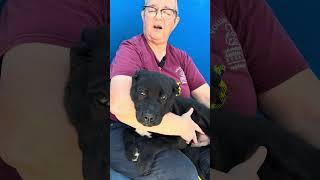 NEW A5620786 Hockey | Pitbull Puppy