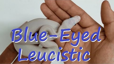 Ball Pythons: Clutch 2 update