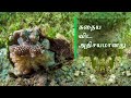 கதைய விட அதிசயமானது: தி ஆக்டோபஸ் | The Octopus Camouflage | Tamil Documentary | @RoundGlassSustain