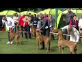 Xiii rhodesian ridgeback specialty show 2017