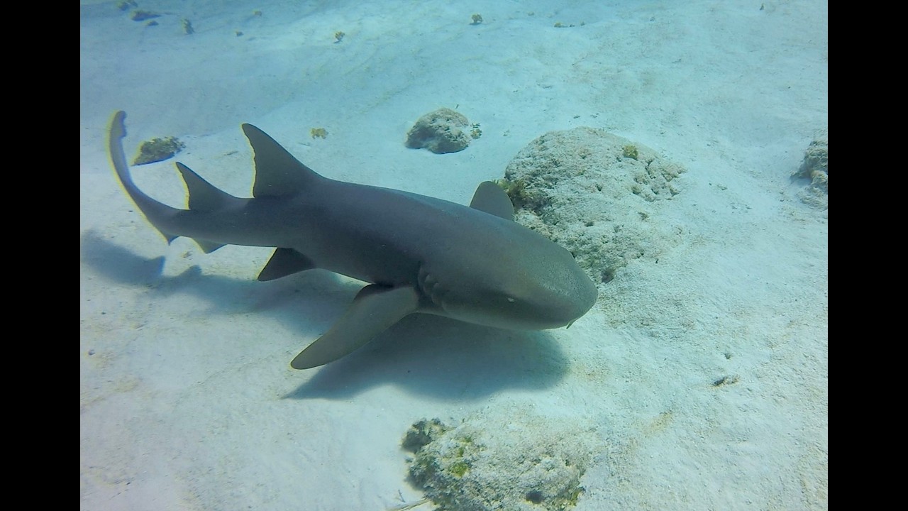 Cozumel Scuba Diving - 2/25/2026