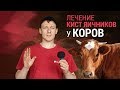 Лечение кист яичников у коров