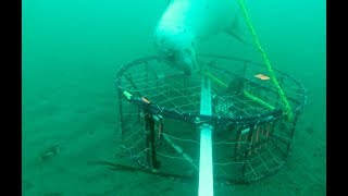 Seal Attacks Crab Pot, And Nearly Destroys It