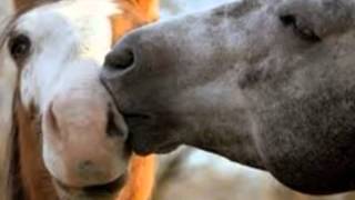 Union Mare and Confederate Grey by Waylon Jennings from the White Mansions album