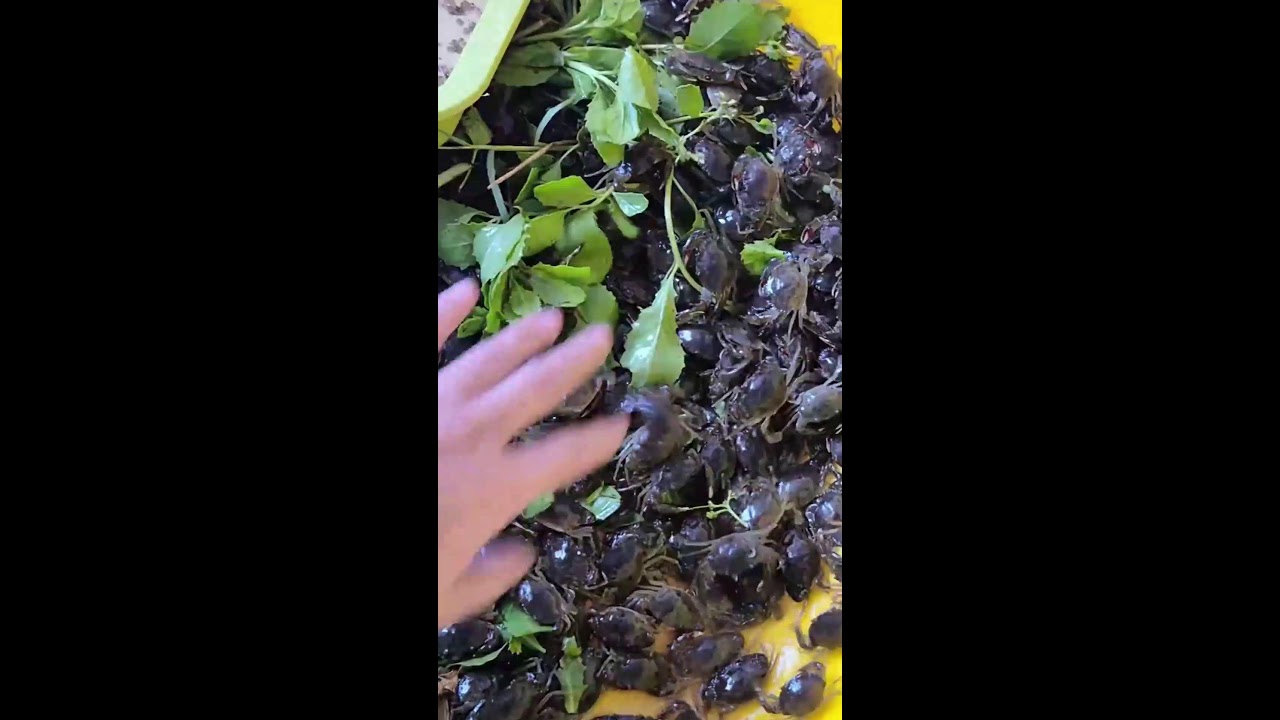 @cuavietnam 🦀 Tư vấn nuôi Cua Biển cung cấp Cua Giống số lượng lớn khu vực Miền Tây @cadacsan