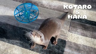 カワウソの前でしれっとドローン飛ばしてみた　Otter Kotaro&Hana vs Drone