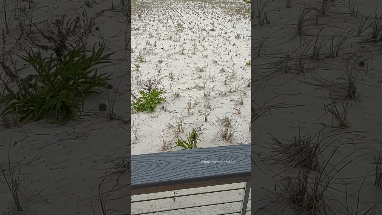 Sounds Of The Wind 🍃|Very Windy•Beach|