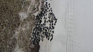 214 1 Schafe Auf Dem Priwall