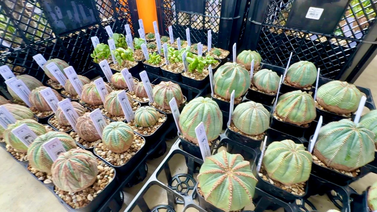 今年の種まきの経過とイベント準備