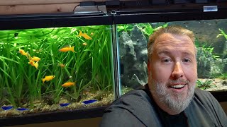 Fish Room Updates: New Fish, Feeding, & Exciting Developments  Fish Room Update Ep. 139