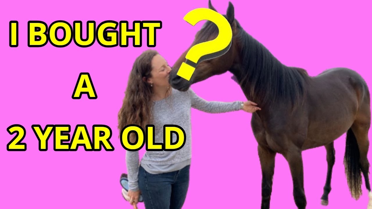 I BOUGHT A 2 YEAR OLD HORSE *CUTE* VLOG 30 YouTube