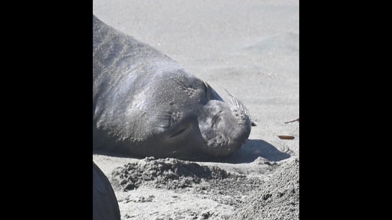 Piedras Blancas Elephant Seal Rookery (Big Sur)