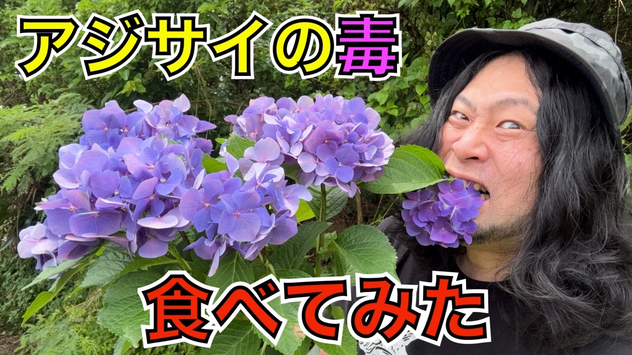 食べて検証！アジサイに毒があるって本当ですか？