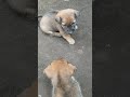 😂🥰😍 #puppy #dog #pets #cute