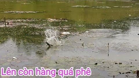 Câu cá lóc_Tìm những cú táp cho vui nhưng lên hàng thật @Hữunghị tv