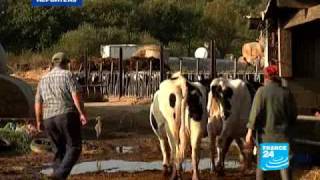 Life turns sour for French dairy farmers