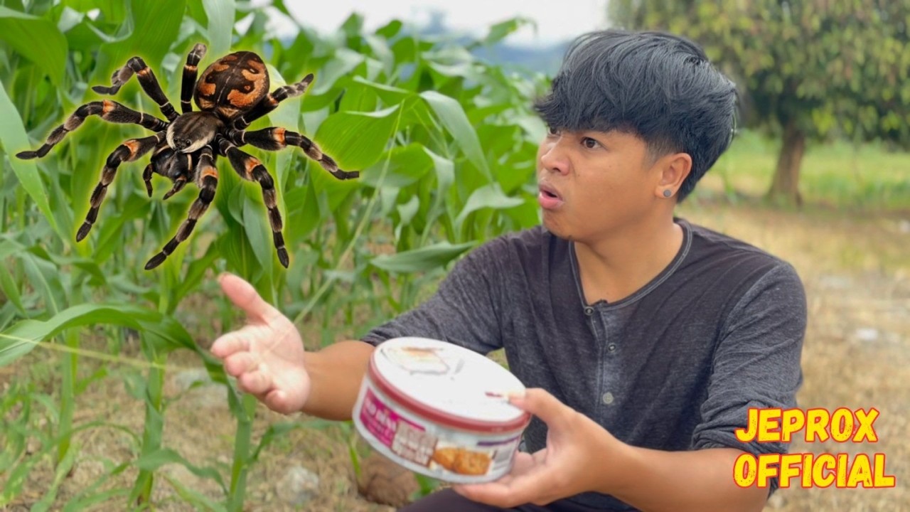 PALAWA CHALLENGE: Kinsa ang manag-iya sa taas nga Palawa? (Jeprox ang Batang Sipat Part 23)