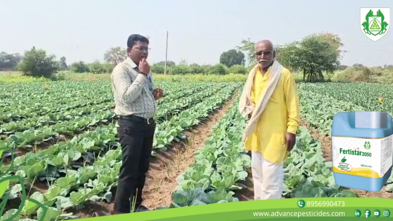 Mix Crop planning cabbage +sugarcane (कोबी +ऊस )Advance Pesticides च्या साथीने. #Indianfarmer #agri 