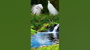 تلاوة مباركة من سورة ألأعلى. ألشيخ رعد محمد ألكردي