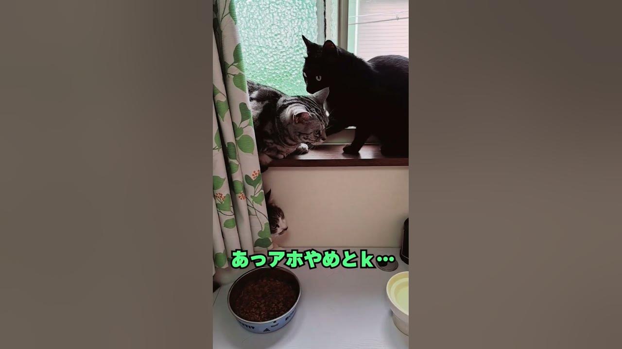 ネコパンチの威力shorts YouTube