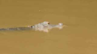 American Alligator Moving Through Wetlands | Lake Martin LA