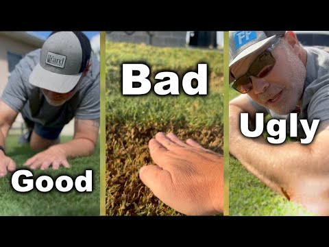 Bermuda Grass Lawns