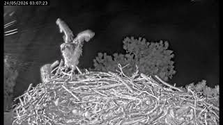 23 May 26 @ 23:30 ~ Hatch #1 for YW and 35 ~ ©️CWT,FoulshawMoss