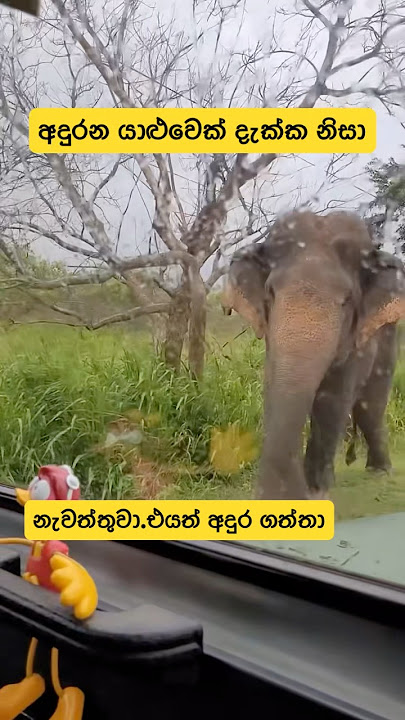 අදුරන යාළුවෙක් දැක්ක නිසා නැවත්තුවා.එයත් අදුර ගත්තා | #shorts #elephant #story