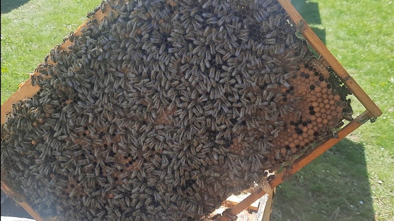 CRESTEREA  MATCILOR - O metoda foarte simpla (in prezenta matcii).