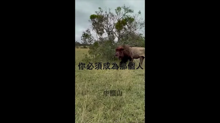 LIONS  Terrifying, Majestic Kings of the Jungle!